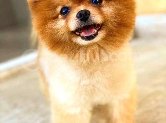Pomeranian Teddy Bear görsel