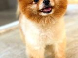 Pomeranian Teddy Bear