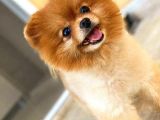Pomeranian Teddy Bear