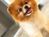 Pomeranian Teddy Bear