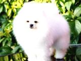 Kore Kanı Pomeranian Teddy Bear
