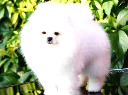 Kore Kanı Pomeranian Teddy Bear görsel