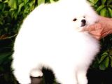 Kore Kanı Pomeranian Teddy Bear