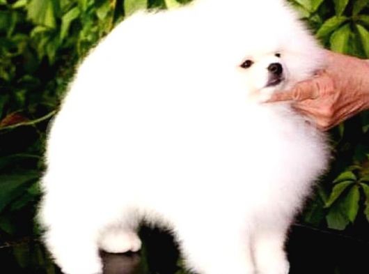 Kore Kanı Pomeranian Teddy Bear görsel