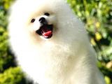 Kore Kanı Pomeranian Teddy Bear