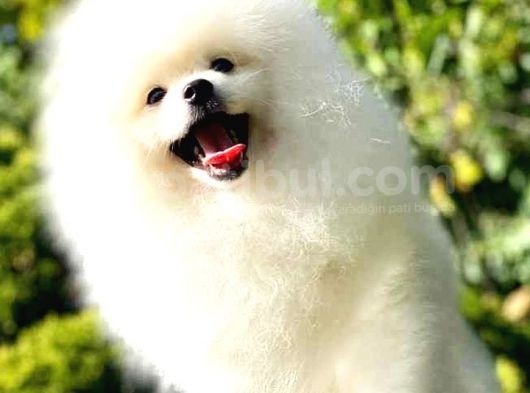 Kore Kanı Pomeranian Teddy Bear görsel