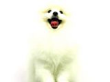 Kore Kanı Pomeranian Teddy Bear