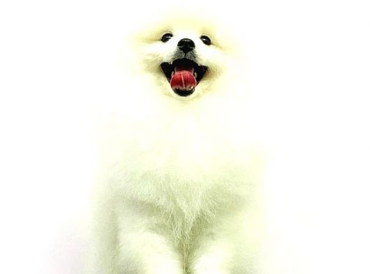 Kore Kanı Pomeranian Teddy Bear görsel