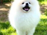 Kore Kanı Pomeranian Teddy Bear