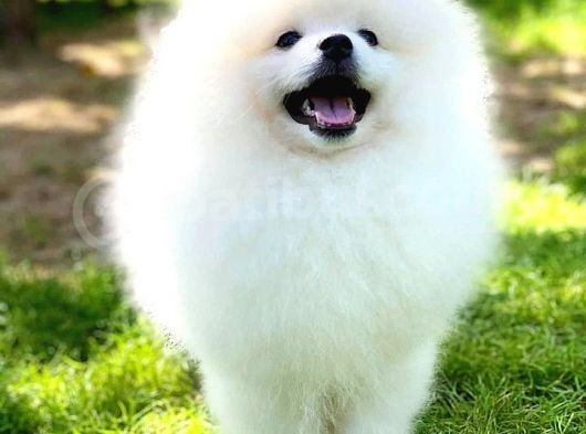 Kore Kanı Pomeranian Teddy Bear görsel