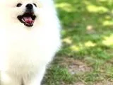 Kore Kanı Pomeranian Teddy Bear