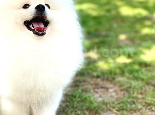 Kore Kanı Pomeranian Teddy Bear görsel