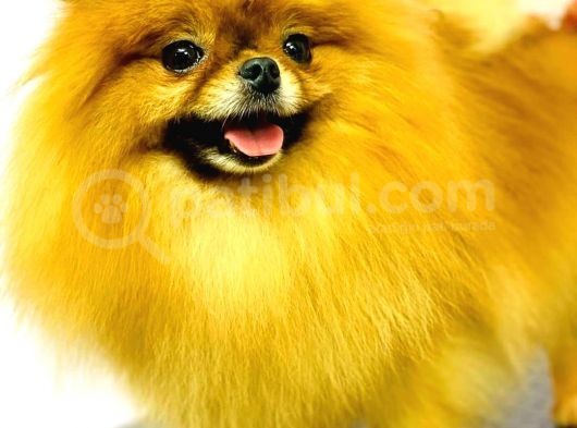 Pomeranian Teddy Bear görsel