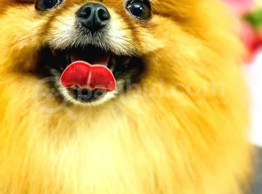 Pomeranian Teddy Bear