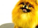 Pomeranian Teddy Bear