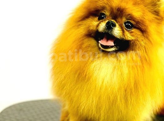 Pomeranian Teddy Bear görsel