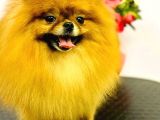 Pomeranian Teddy Bear