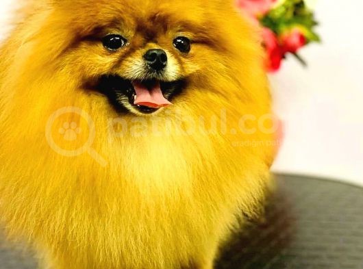 Pomeranian Teddy Bear görsel