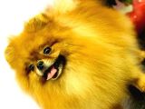 Pomeranian Teddy Bear