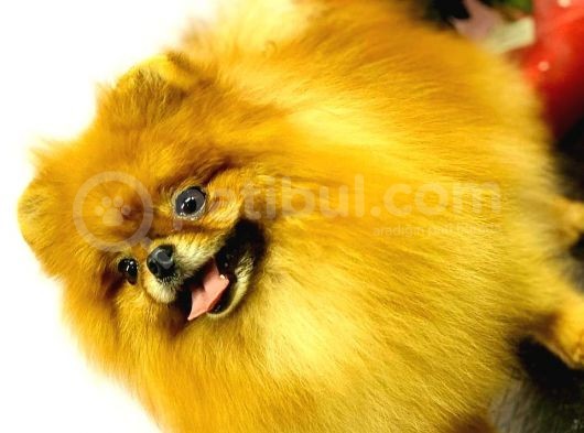 Pomeranian Teddy Bear görsel