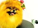 Pomeranian Teddy Bear