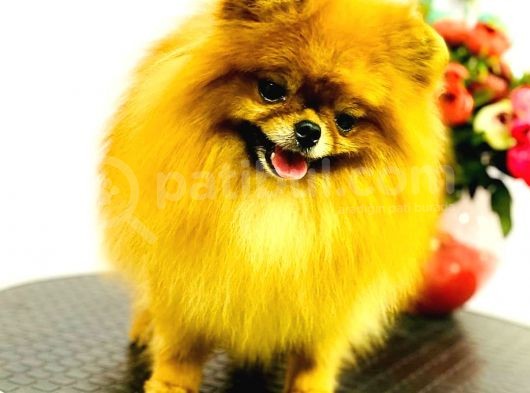 Pomeranian Teddy Bear görsel