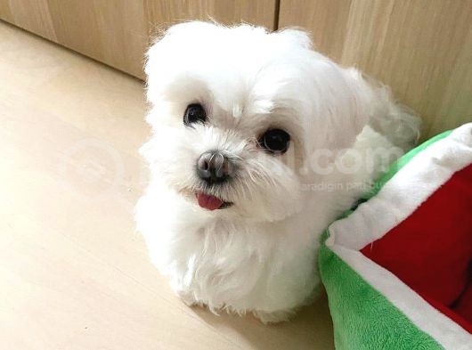 Maltese Terier Yavrularımız görsel