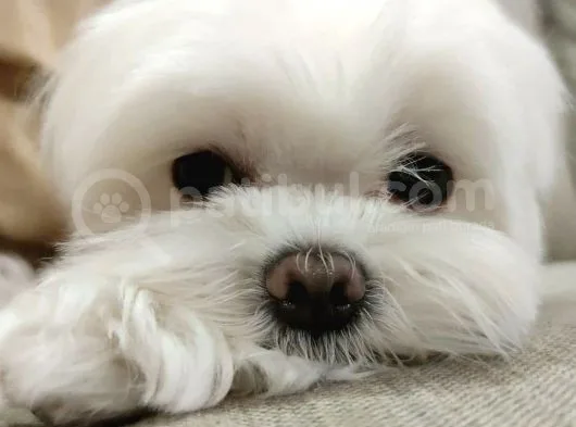 Maltese Terier Yavrularımız