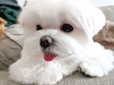 Maltese Terier Yavrularımız