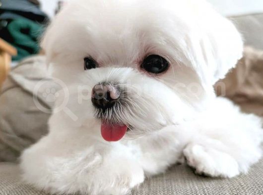 Maltese Terier Yavrularımız görsel