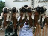 Devasa Kangal Yavruları