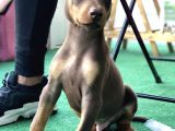 Kızıl Erkek Doberman Yavrumuz