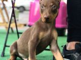 Kızıl Erkek Doberman Yavrumuz