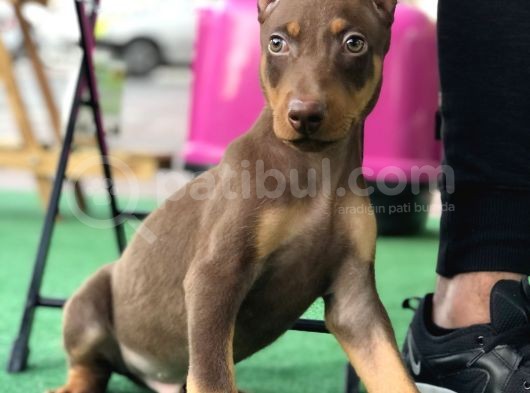 Kızıl Erkek Doberman Yavrumuz görsel