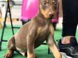 Kızıl Erkek Doberman Yavrumuz