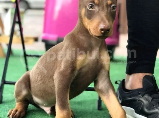 Kızıl Erkek Doberman Yavrumuz