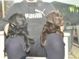 Şecereli Labrador Yavrularımız
