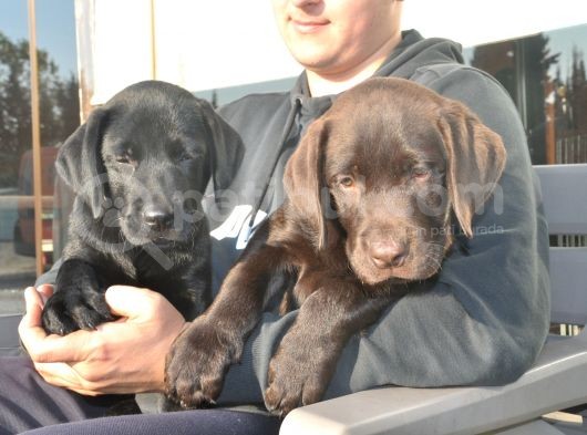 Şecereli Labrador Yavrularımız görsel