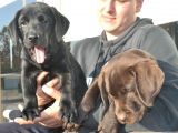 Şecereli Labrador Yavrularımız