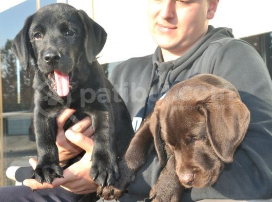 Şecereli Labrador Yavrularımız görsel