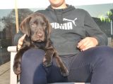 Şecereli Labrador Yavrularımız
