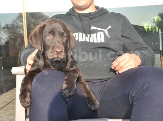 Şecereli Labrador Yavrularımız görsel