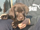 Şecereli Labrador Yavrularımız