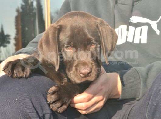 Şecereli Labrador Yavrularımız görsel