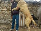Devasa Kangal Yavruları