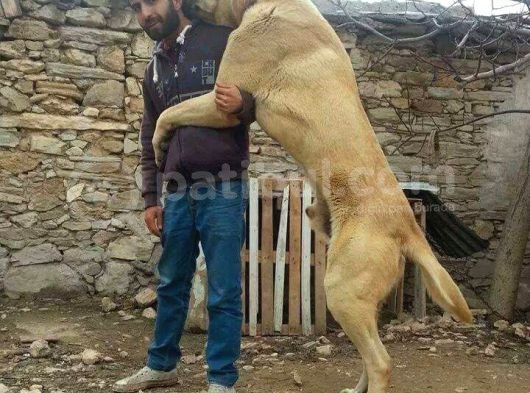 Devasa Kangal Yavruları