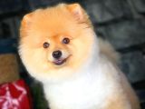 Safkan Irk Pomeranian Oğlumuz Buggy