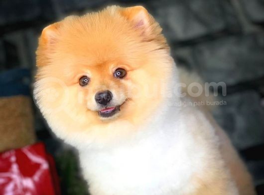 Safkan Irk Pomeranian Oğlumuz Buggy görsel
