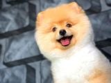 Safkan Irk Pomeranian Oğlumuz Buggy