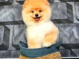 Safkan Irk Pomeranian Oğlumuz Buggy